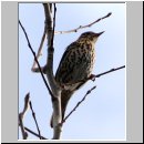 Turdus philomelos - Singdrossel 01.jpg